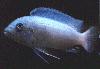 Pseudotropheus callainos male