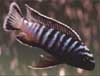 Pseudotropheus elongatus ornatus