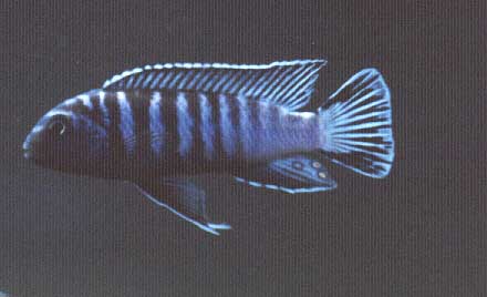 Male