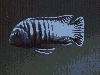 Male