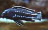 Melanochromis johanni male