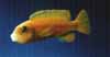 Melanochromis johanni femelle