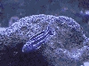 Male