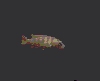 Pseudotropheus saulosi juv�nile