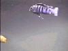 Pseudotropheus saulosi male