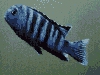 Pseudotropheus saulosi male