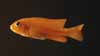 Pseudotropheus saulosi jeune